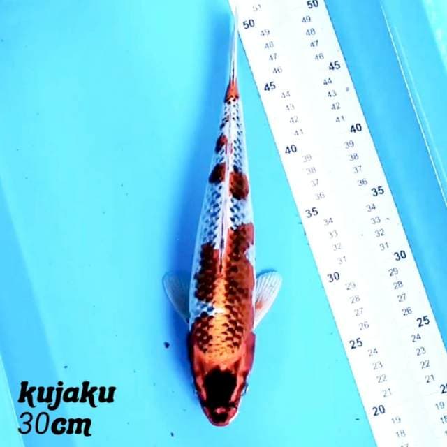 Kujaku 30 cm