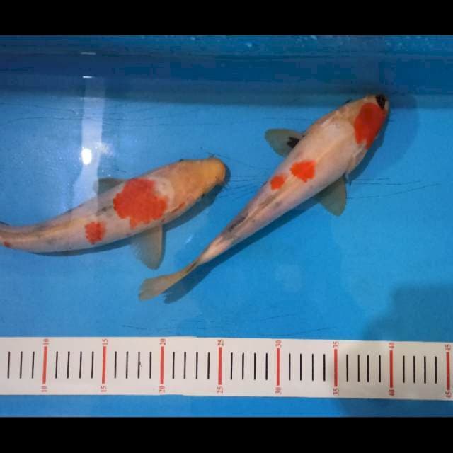 2 Ekor F1 Kindai Showa isa 25&28 cm