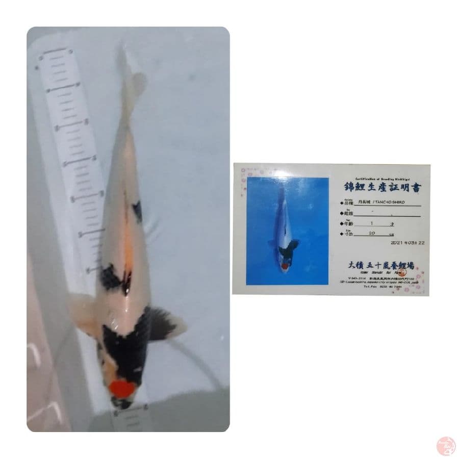 Tancho 43 Cm Jumbo