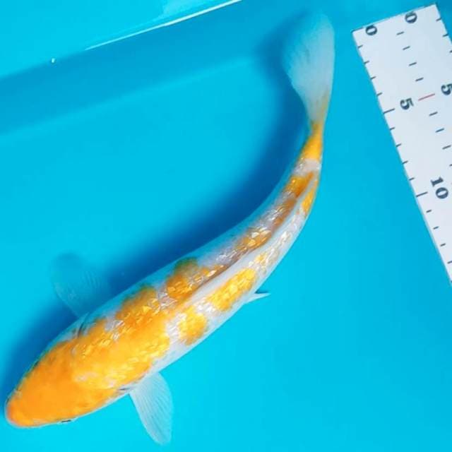 Hariwake ginrin 28cm