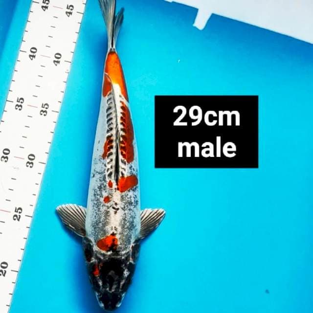 Beni kiko 29cm male