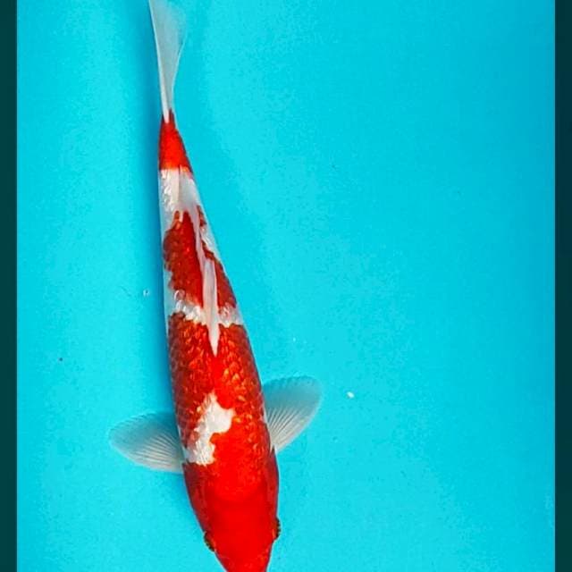 Kohaku ginrin merah jos 29cm male