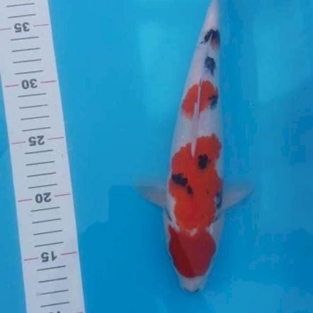 Sanke strong 30cm