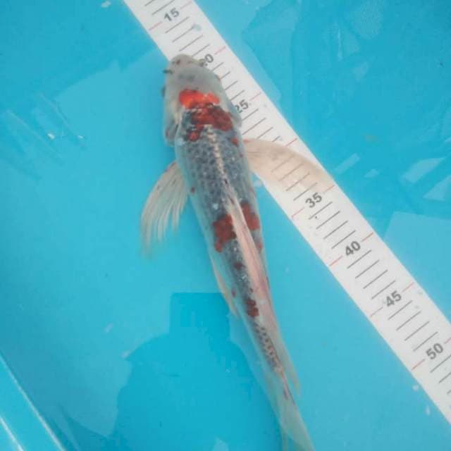 Kumpay goshiki 36cm