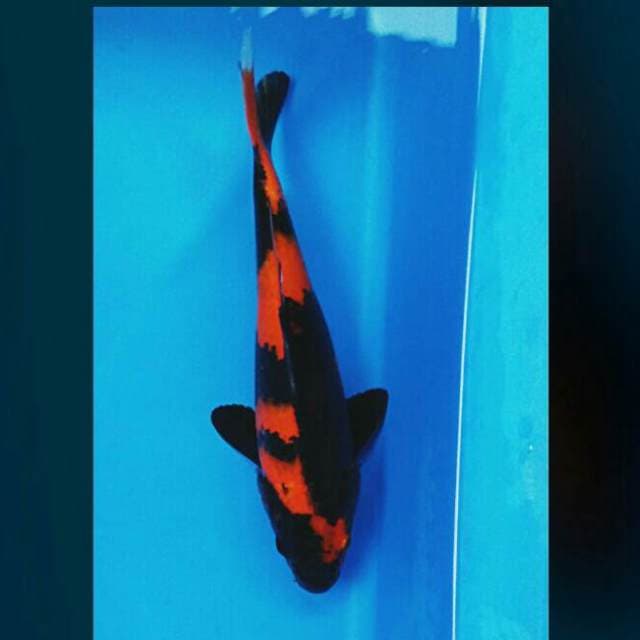 Red utsuri 22cm male