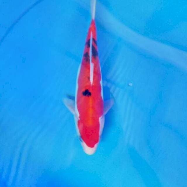 Sanke doitsu 24 cm