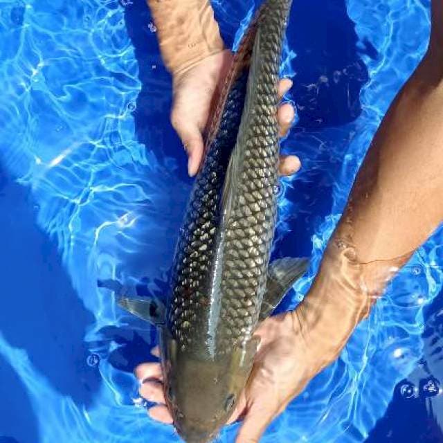 soragoi jantan 51cm jumbo
