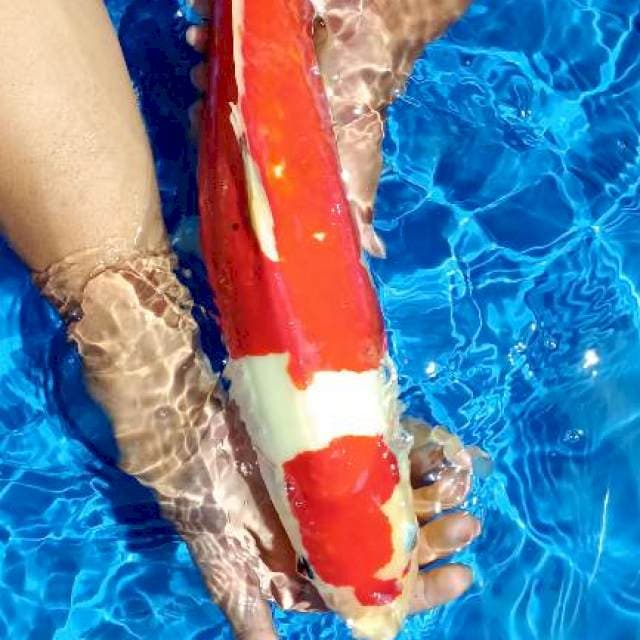 kohaku jantan 47cm