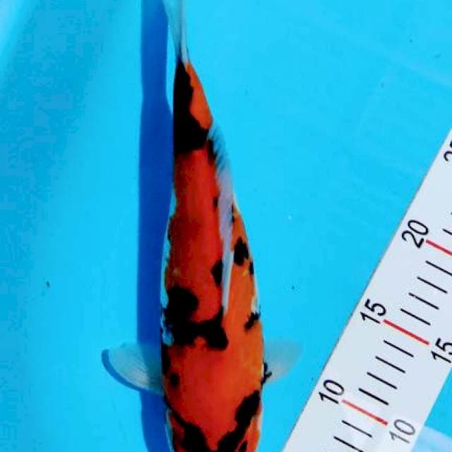 Hi showa 30 cm