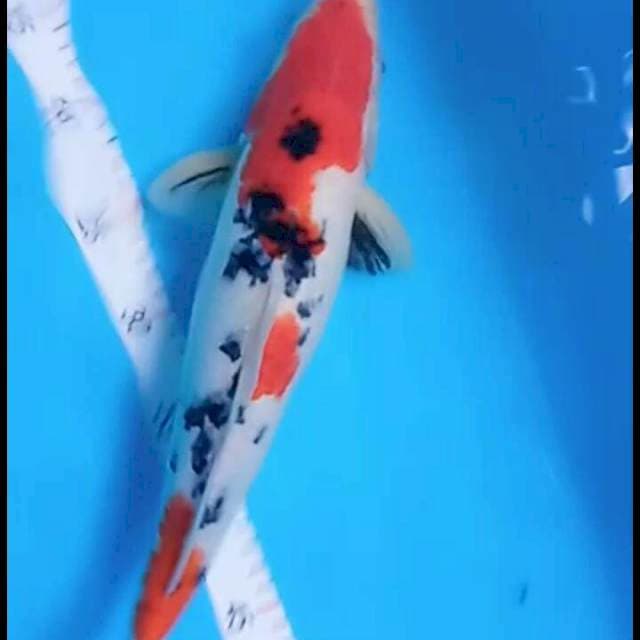 Sanke 36 cm