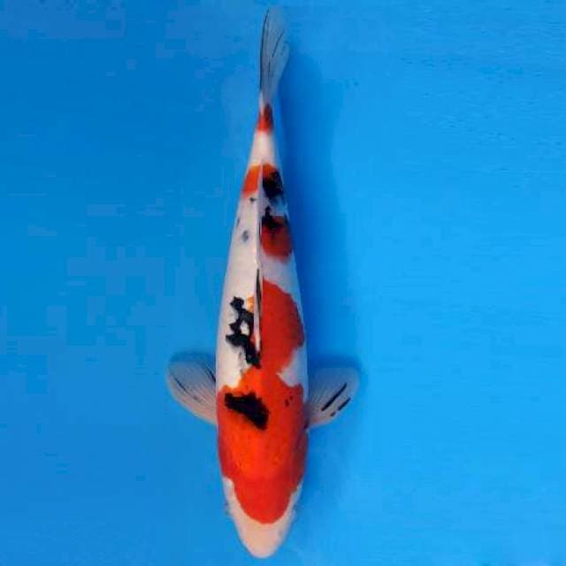 MARU 2 - TAISHO SANKE ®