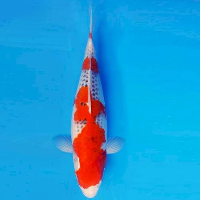 MARU 5 - GOSHIKI ®