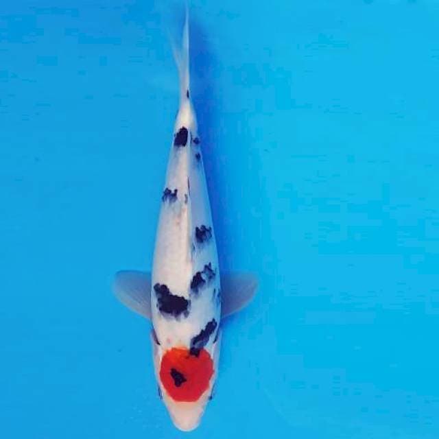 MARU 10 - TANCHO SANKE ®