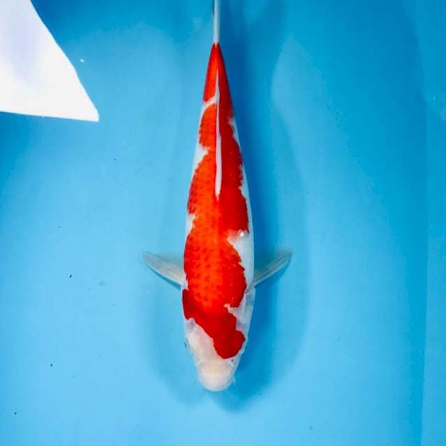 Inazuma 33 cm