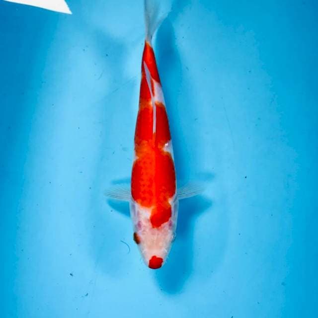 Kohaku kucibeni, 23 cm