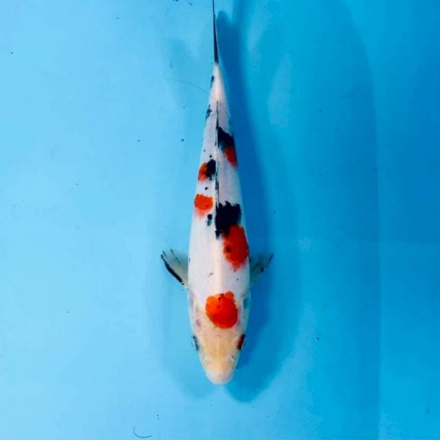 Sanke, 25 cm