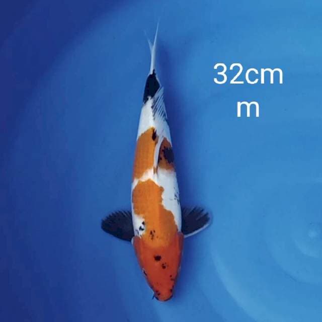 Showa 32cm
