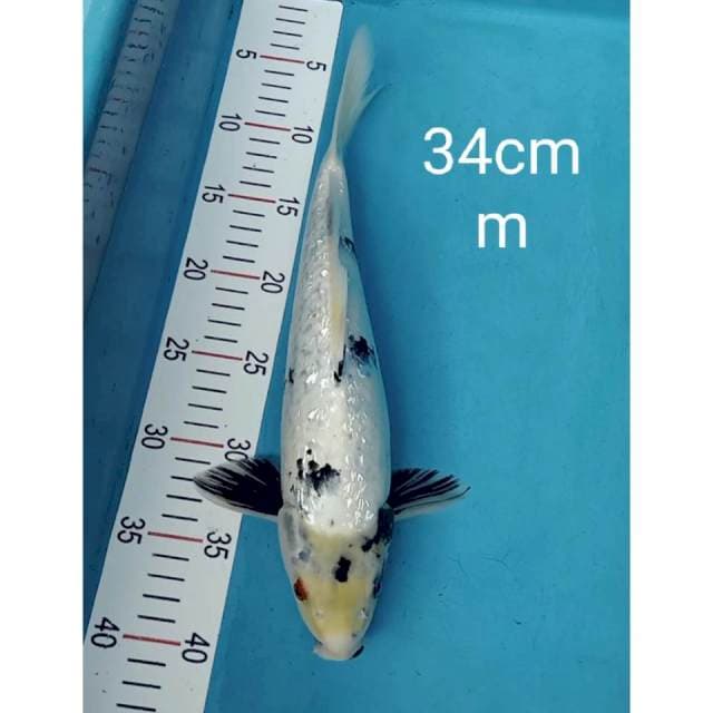 Shiro tategoi ginrin 34cm
