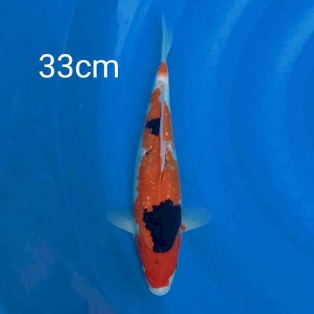 Showa ginrin 33cm