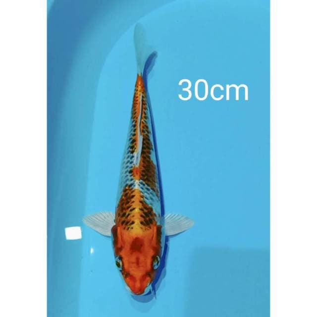 Kujaku 30cm