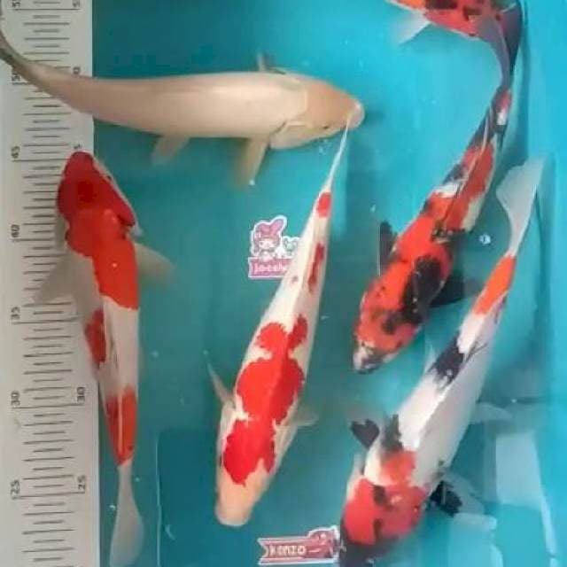 Paket mix 6ekor