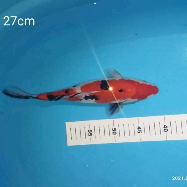 Sanke 27cm