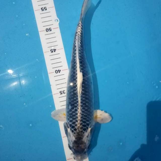 Matsuba 35cm