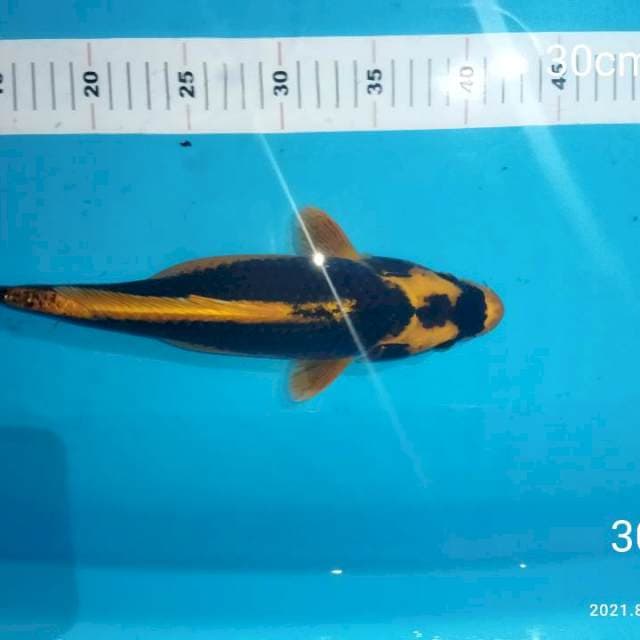 Kabuto 30cm