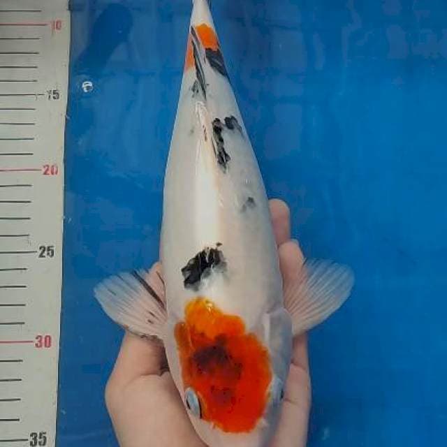 32cm Kindai Showa bulky