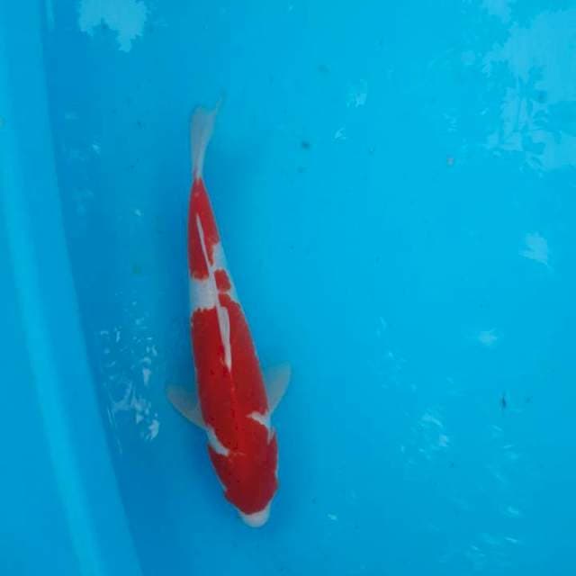 Kohaku