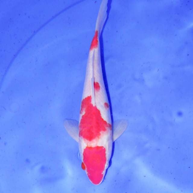 KOHAKU BAGUS