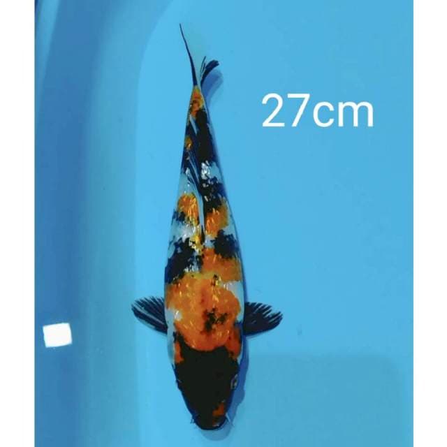 Showa ginrin 27cm