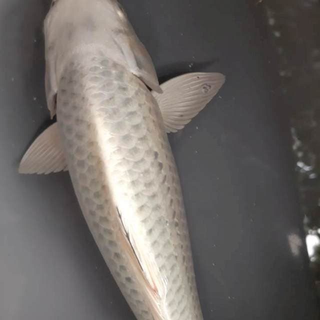Kawarimono 30 cm