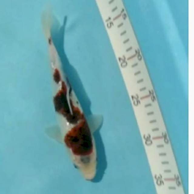 Inazuma goromo ginrin 24cm