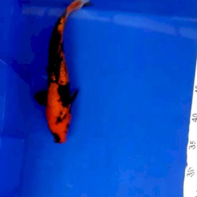 Ahowa hiutsuri 26 cm