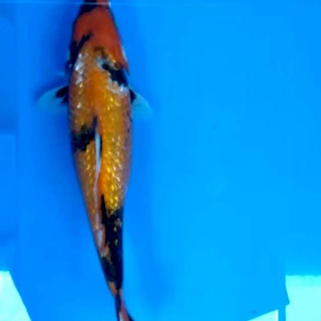 Showa hiutsuri 30 cm