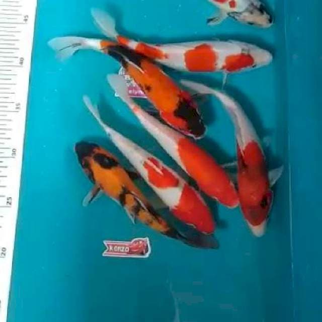 Mix paket 7ekor