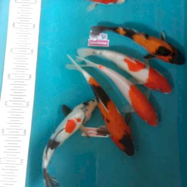 Mix paket 7ekor