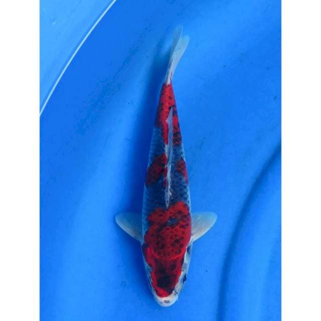 Red Ghosiki - 29cm