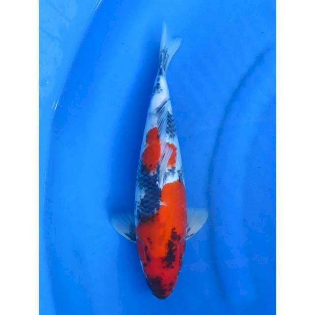 Red Showa Tategoi - 35bu