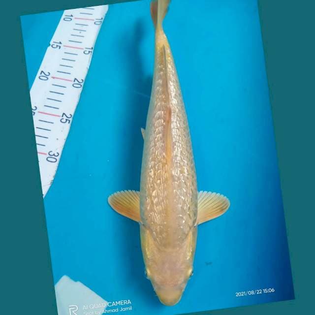 Karashi Ginrin caramel 35cm