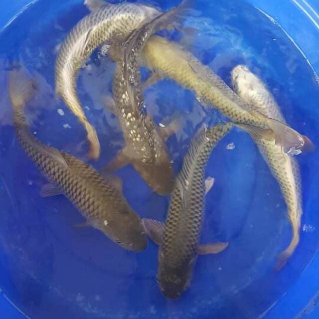 Mix 35 Bu 6 ekor