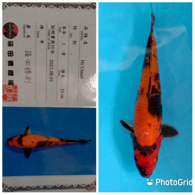 Hi utsuri jumbo shinoda