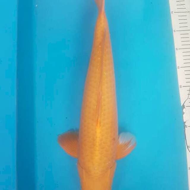 Karamel F1 Ogata Jumbo Nisai