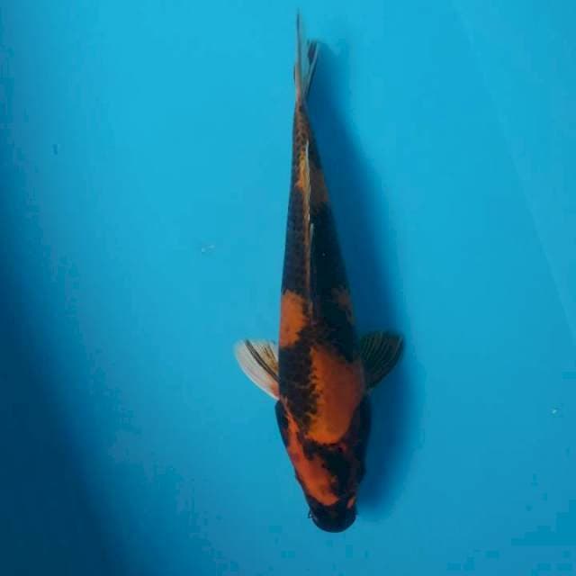 Kin utsuri 30cm