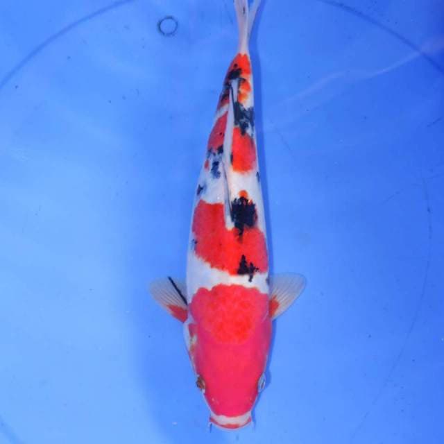 30cm YON SANKE