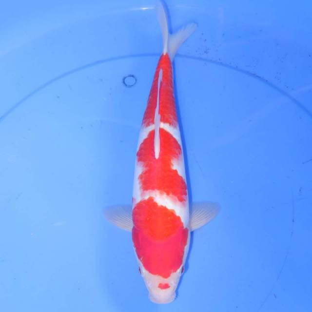 33cm KOHAKU BAGUS