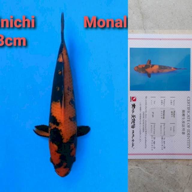Dainichi Hi Utsuri Certi