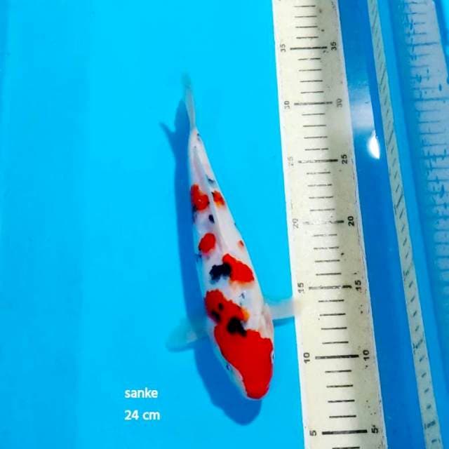 SANKE 24 CM