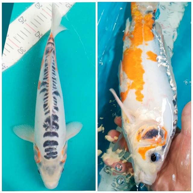 Shusui Jantan 34cm
